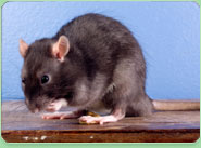 rat control Dundee