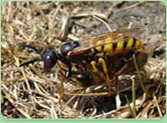 wasp control Dundee
